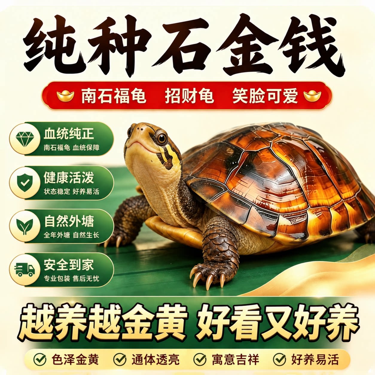 纯正石金钱龟招财宠物小乌龟活体小青鬼苗黄金龟苗纯正海南三线宠