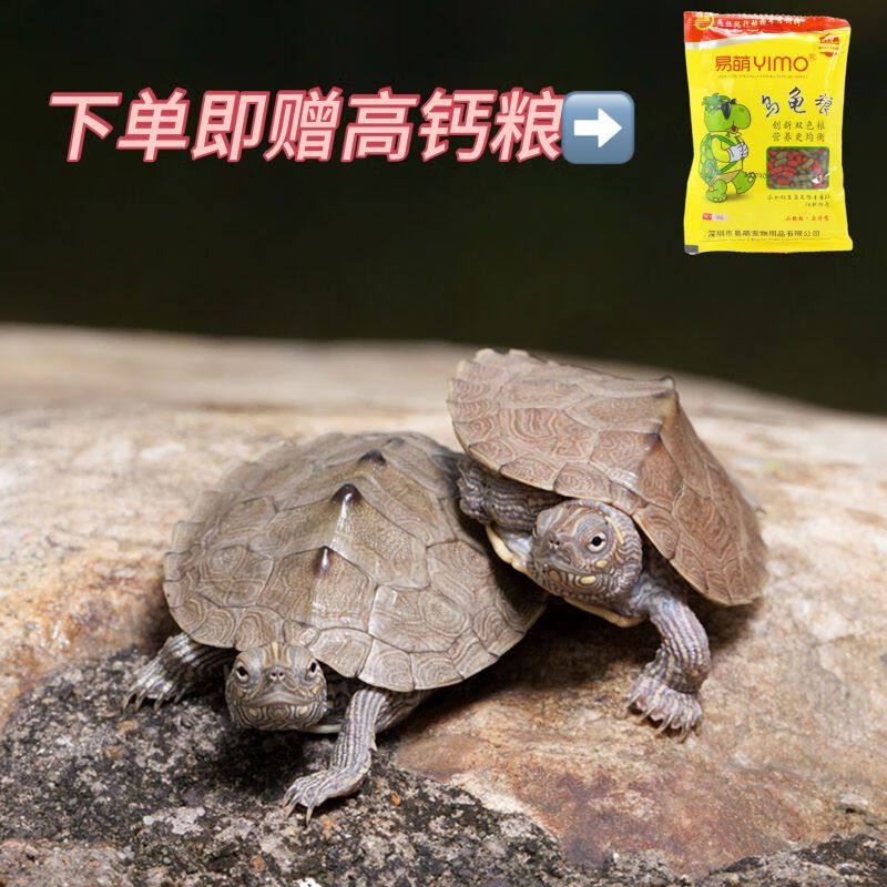 黑瘤地图苗密西西比宠物龟观赏龟活物鱼缸深水龟吃鱼屎网红小乌龟