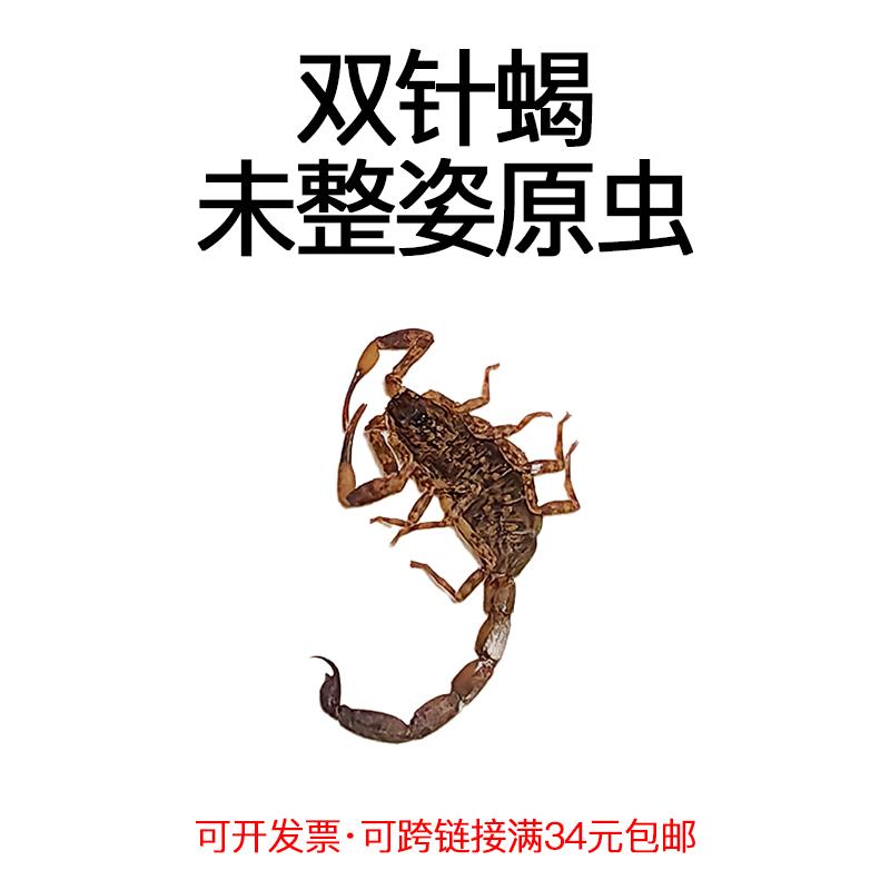 真昆虫未整姿原虫双针蝎标本湿虫手工DIY造景材料微距科普教育