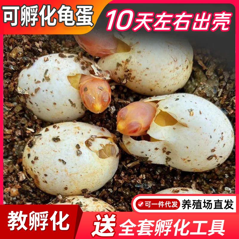可孵化乌龟蛋乌龟活物宠物龟小墨龟草龟适合家养女孩的小动物龟蛋