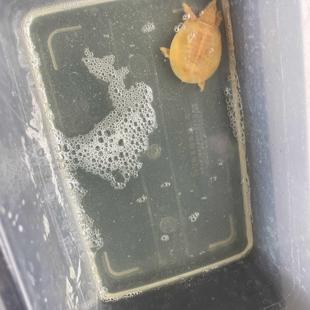 黄金甲鱼消毒水白点腐皮乌龟水质净化龟鳖水鱼净水剂杀菌黄粉金鳖