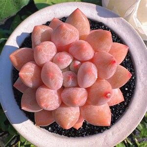 热销慢悠花房  半夏  精品多肉办公室阳台绿植园艺盆栽花卉庭院多
