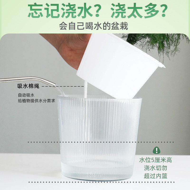 热销文竹盆栽植物室内客厅大盆盆景好养绿植办公室书房摆件水培花