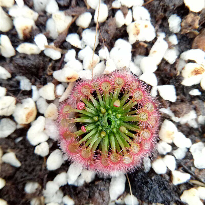 热销月亮湖迷你茅膏菜冬芽无节玫瑰曼尼美丽蝎子玫瑰