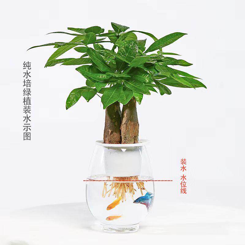 热销【无土水培】三杆发财树客厅盆办公室摆件花卉绿植水养好养易