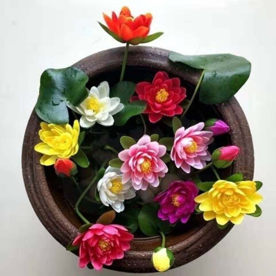 热销5颗迷你小睡莲四季水培植物带芽碗莲阳台水生荷花苗莲花盆栽