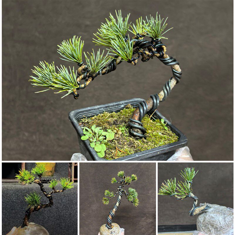 热销五针松小盆景微型盆栽造型老桩迷你桌面室内观叶绿植耐寒耐旱