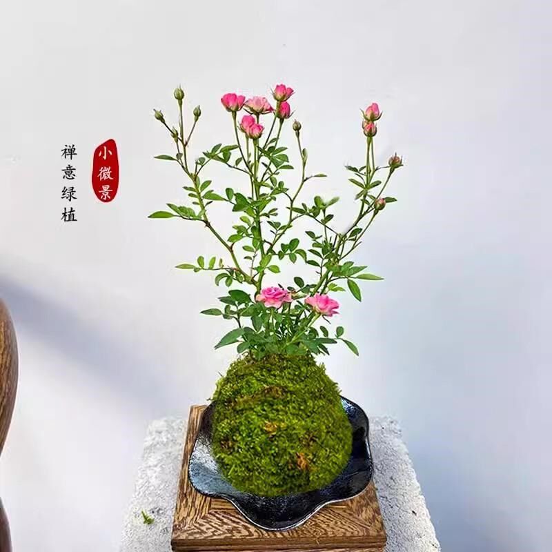 热销带花迷你微型四季开花姬月季阳台窗台桌面水培好养花卉苔藓球