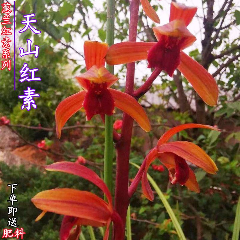 蕙兰带花苞室内开花浓香型阳台