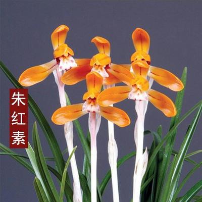春兰带花苞江浙室内兰花苗盆栽【朱红素】浓香型阳台花卉大全