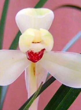 带花苞矮种兰花苗春兰【幽灵梅】浓香型盆栽阳台客厅绿植花卉大全