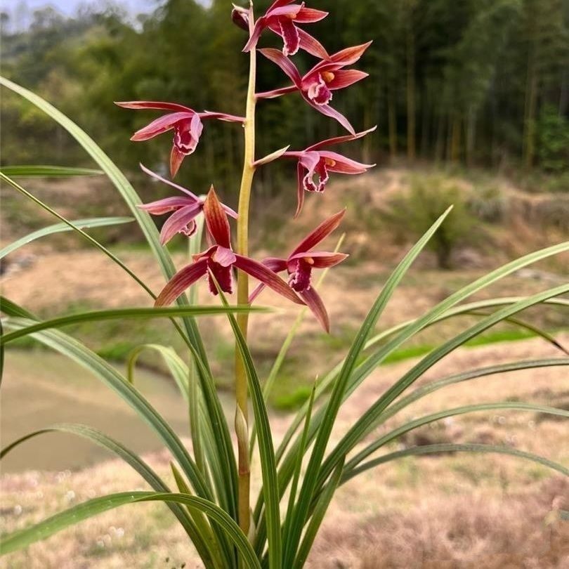 带花苞蕙兰【紫气东来】名贵兰花苗浓香室内办公阳台绿植盆栽花卉