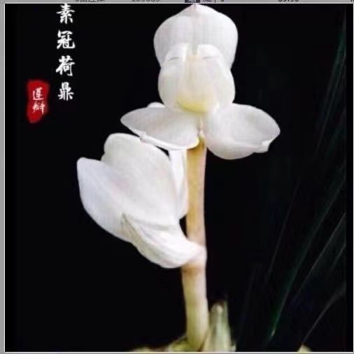 带花苞【素冠荷鼎】浓香型兰花莲瓣兰素荷阳台客厅耐寒好养活绿植