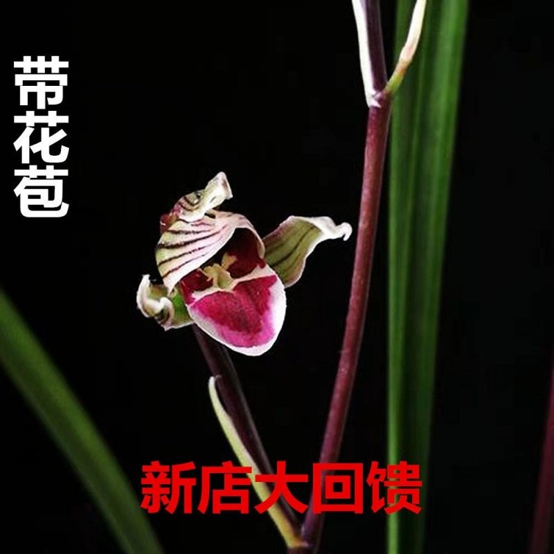 带花苞名贵细叶寒兰【红花纯素】浓香型花卉当年开花老种兰花大全
