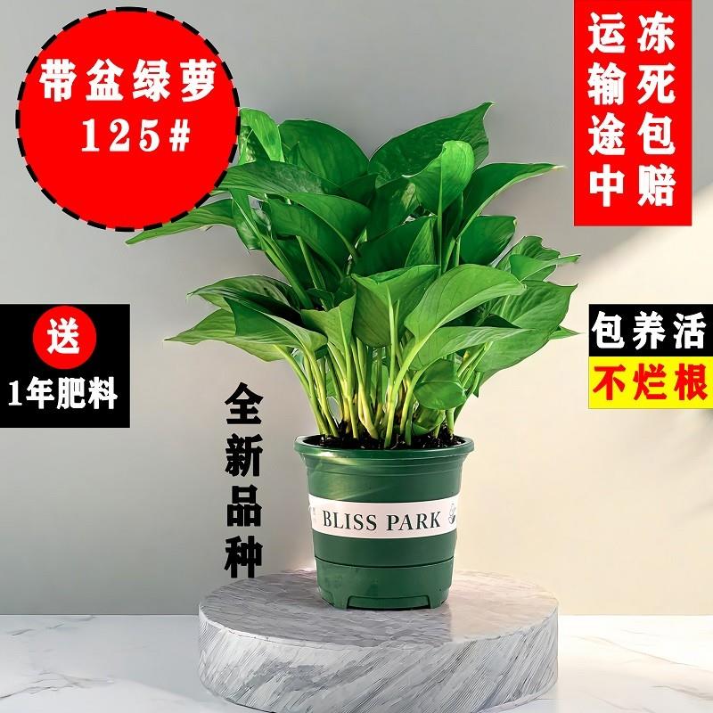 绿萝盆栽室内植物吸甲醛绿箩长藤大叶新房家用除甲醛绿植水培绿罗