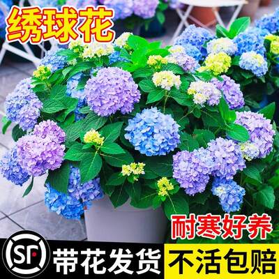 绣球花盆栽花卉室内植物四季开花苗无尽夏秀球老桩阳台庭院带花苞