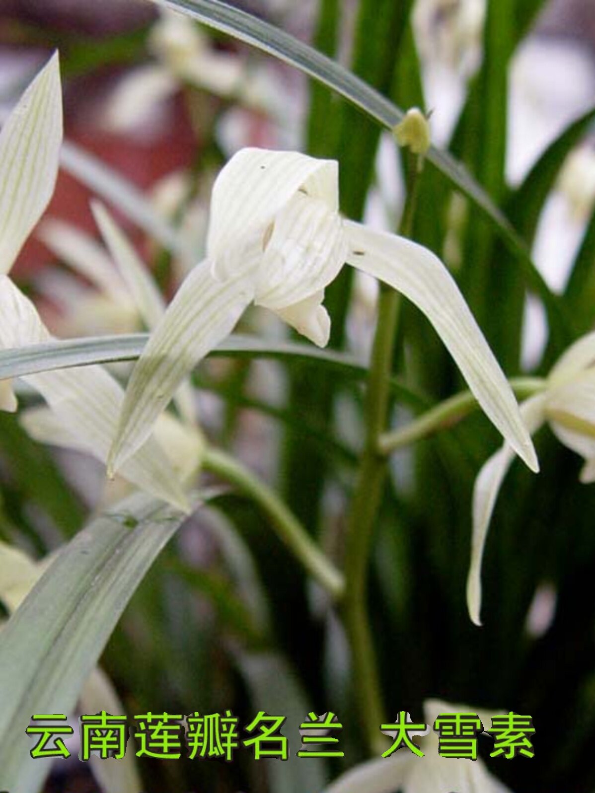 村村寨寨之云南传统莲瓣兰花名品大雪素(丽江石鼓种)两苗起售