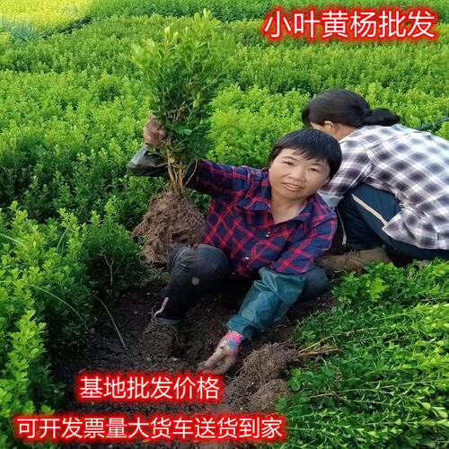 小叶黄杨苗瓜子黄杨小叶冬青苗大叶黄杨庭院绿篱围墙篱笆绿化树苗