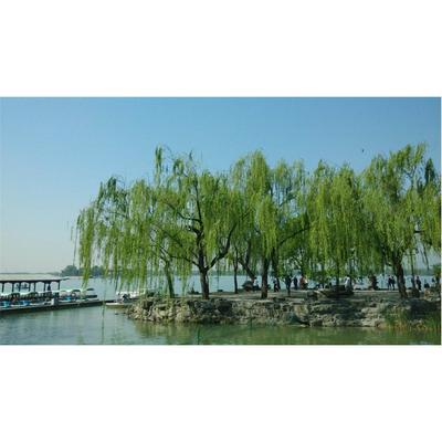 垂柳树苗柳树 绿化 观光树 行道树 直径6到18厘米徐州柳新镇北