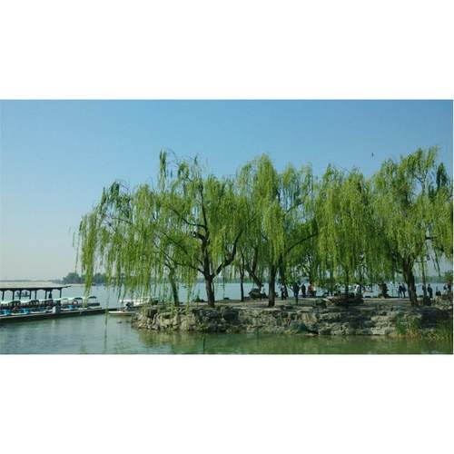 垂柳树苗柳树 绿化 观光树 行道树 直径6到18厘米徐州柳新镇北