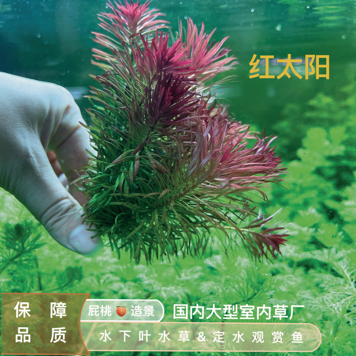 红太阳meta真正水下叶—版本红太meta本精品草缸中后景稀活体速生