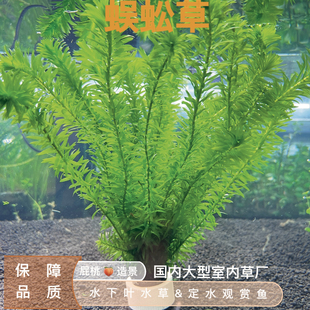 蜈蚣草真正水下叶多植株水草鱼缸造景新手懒人阴性净化水质生态