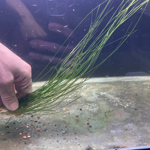 ada线叶古精（100%水下叶）真正日本引种。后景草绿色真水草活体