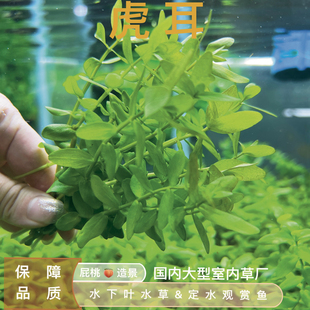 虎耳真正水下叶阴性后景速生水草鱼缸造景生态植物活体好养活