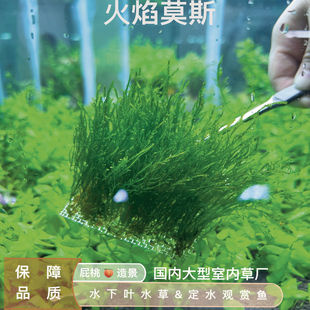 火焰莫斯真正水下叶阴性水草无碳生长迅速前景草坪易活不死