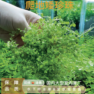 爬地矮珍珠真正水下叶阴性前景鱼缸造景新手好养好活