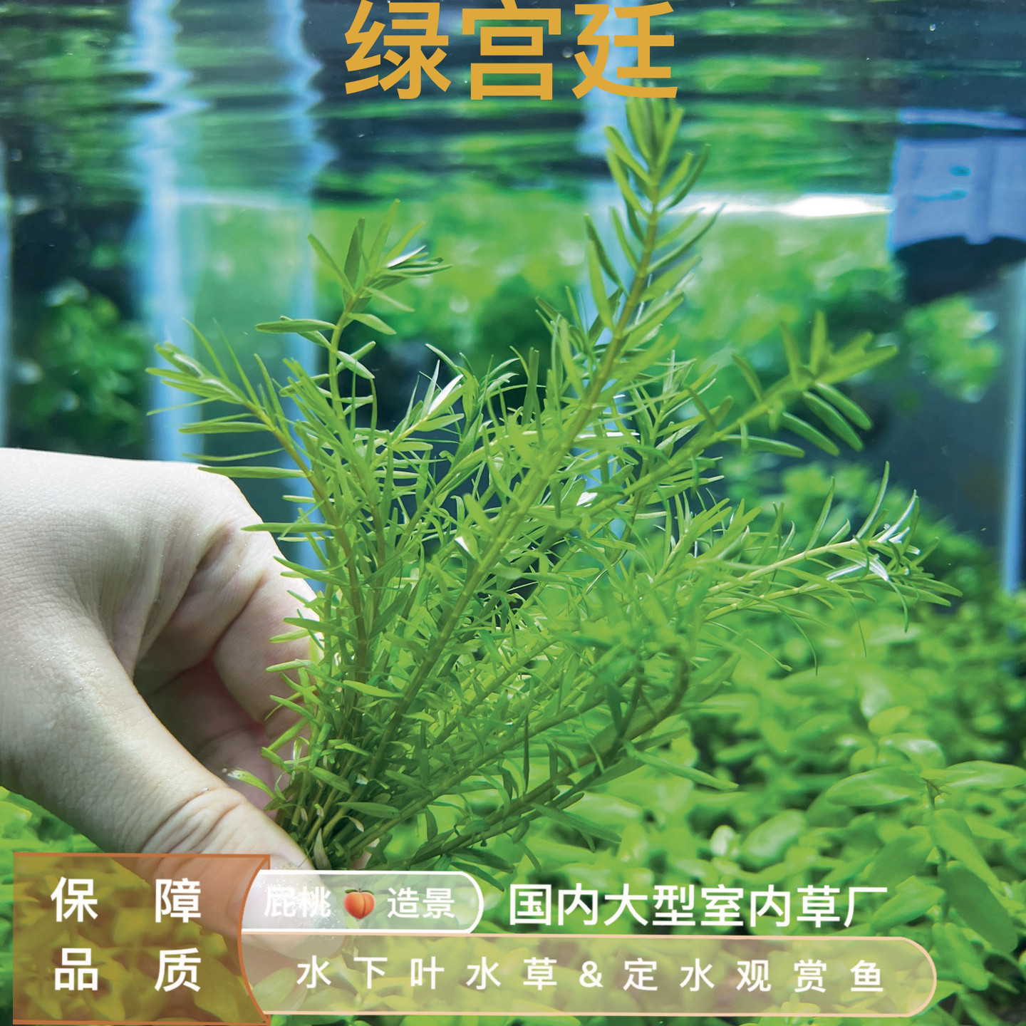 绿宫廷 阴性水草后景水草 鱼缸造景速生宫廷草缸造景新手无碳