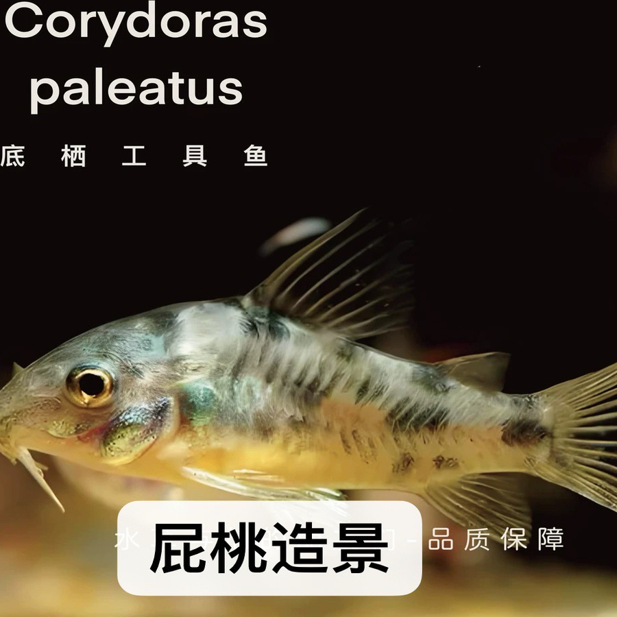 花椒鼠群游清洁工鼠鱼工具鼠鱼青苔鼠淡水鱼咖啡鼠底细鱼黄金胡子