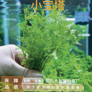 小宝塔真正水下叶多颗装鱼缸水草懒人也能养阴性速生植物生态草