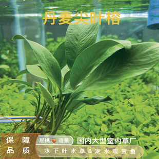 丹麦尖叶榕真正水下叶大型阴性易养原生感极强 鱼缸造景水草水榕