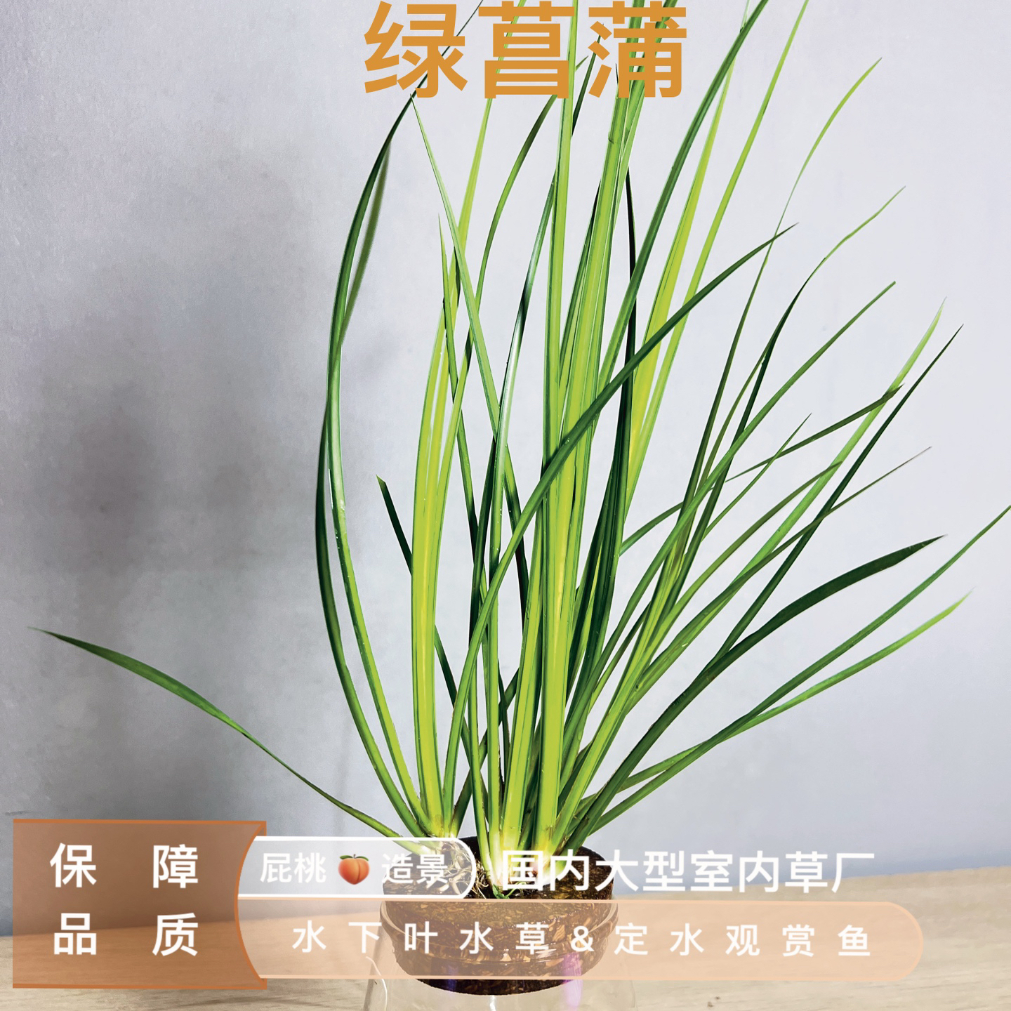 菖蒲半水古法缸推荐水草鱼缸造景陆生植物活体生态观赏室内摆设