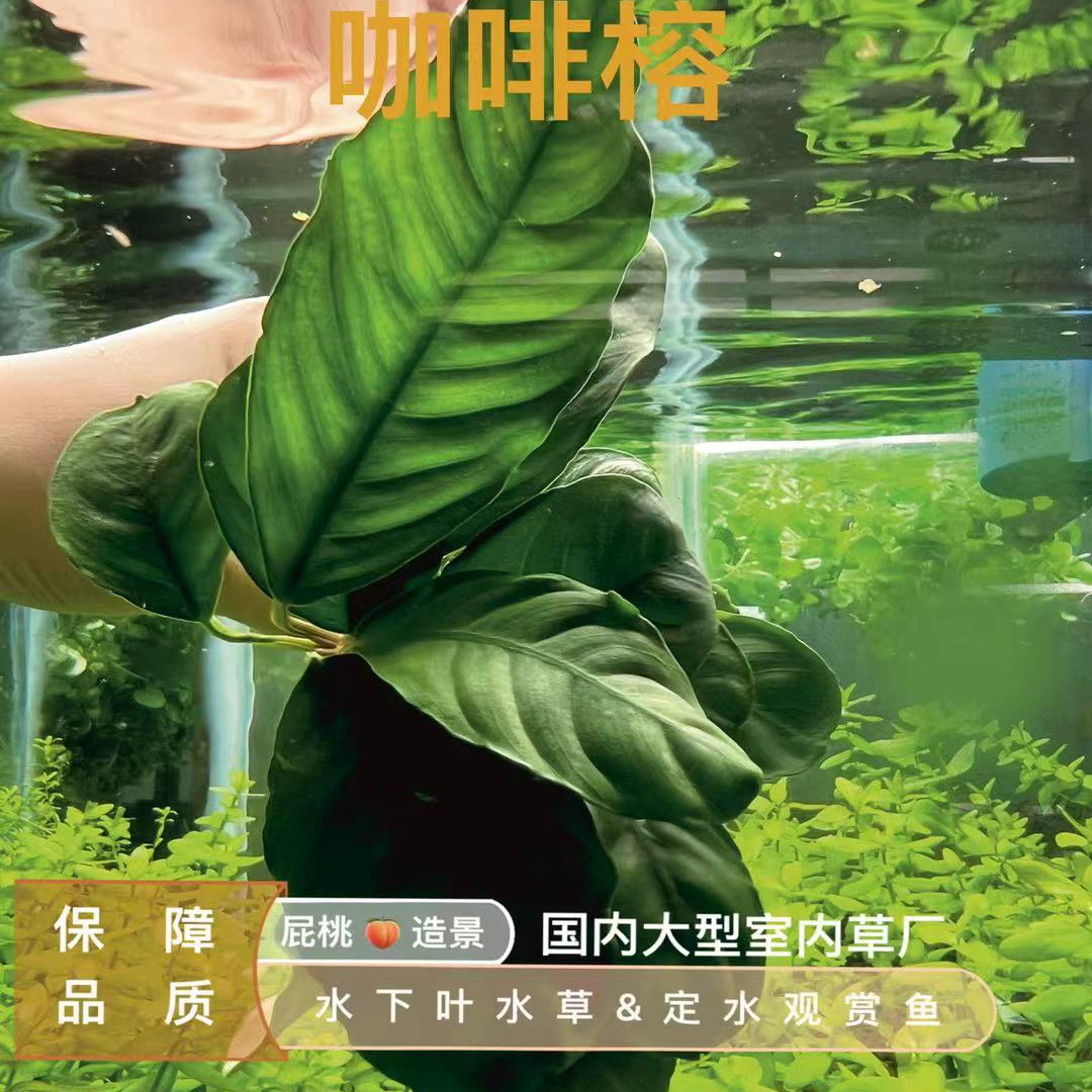 咖啡榕真正水下叶一中高端稀有水榕水草造景阴性植物生态鱼缸新手