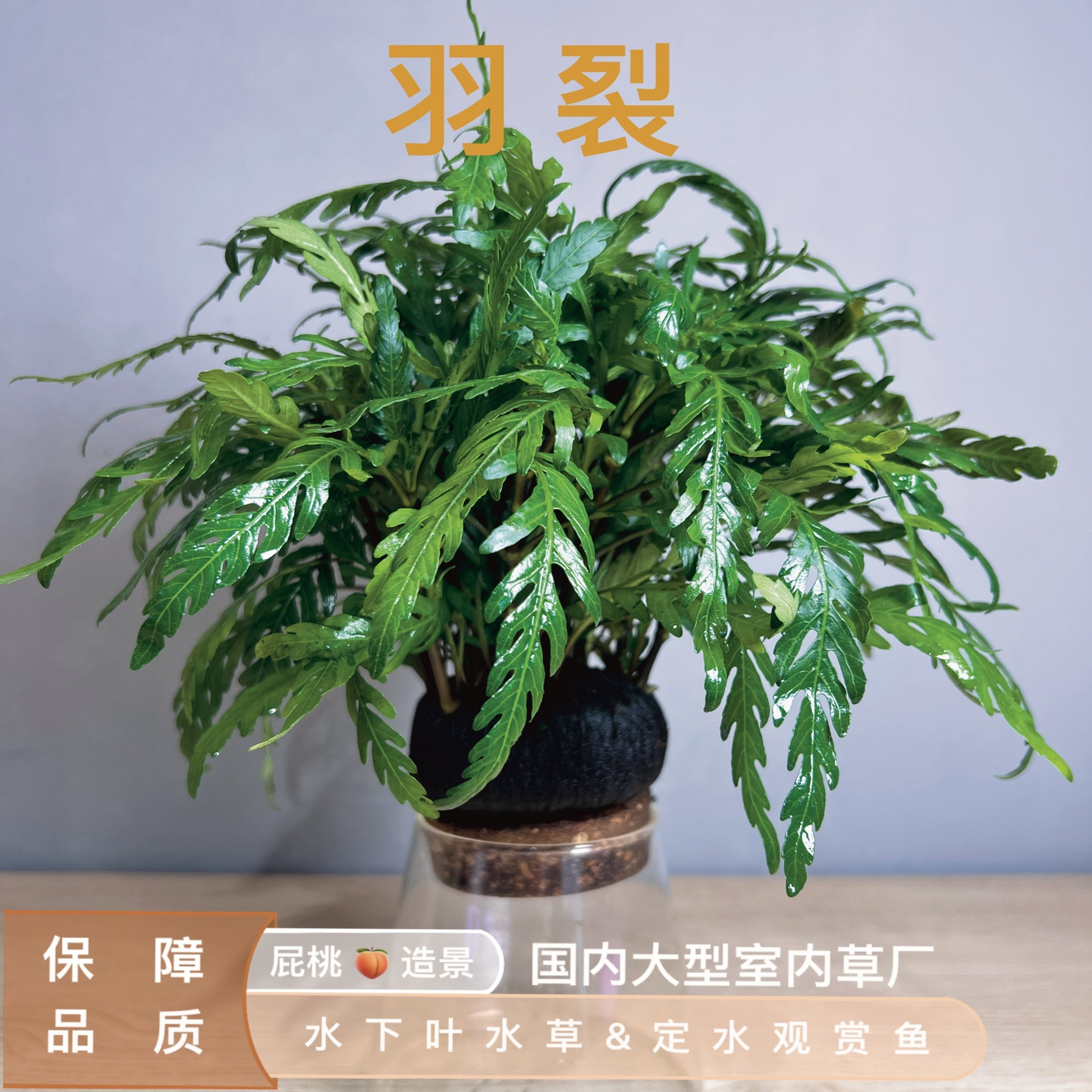 羽裂水蓑衣 半水 古法缸原生缸水陆缸造景植物多棵挺水型鱼缸装饰