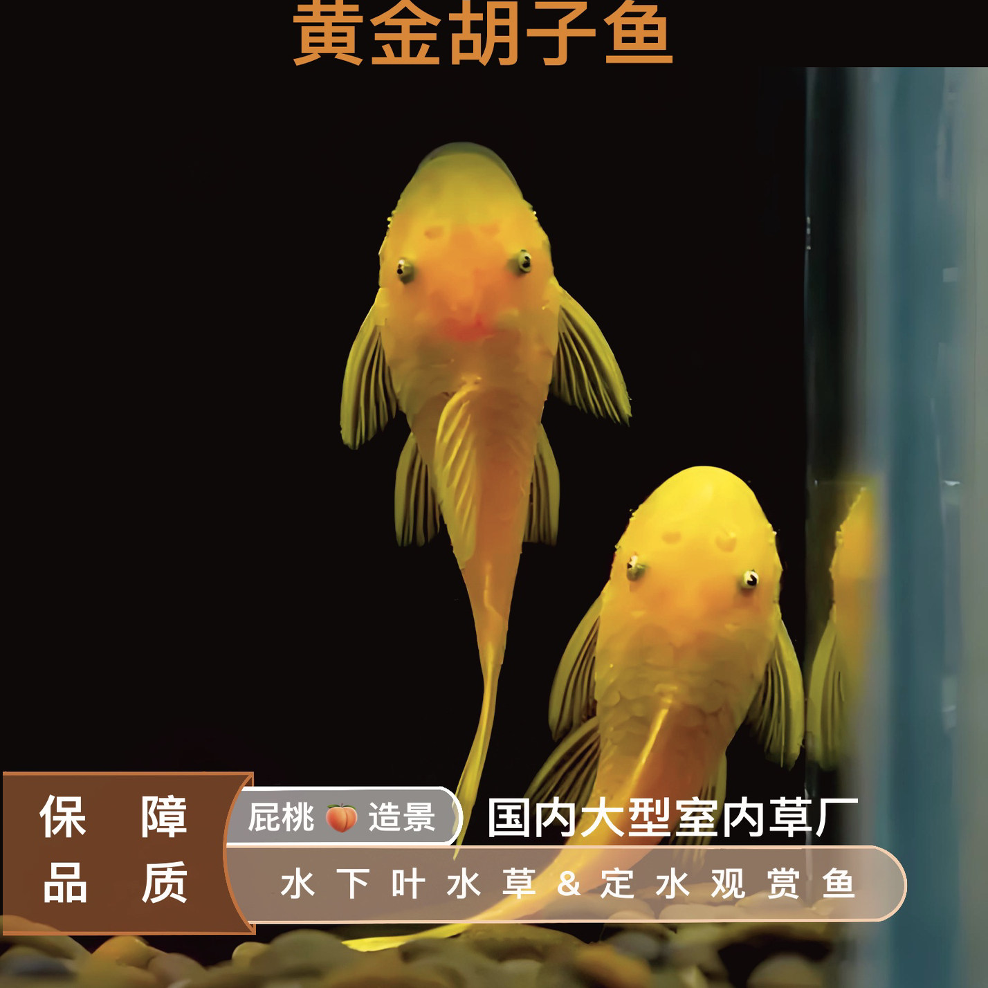 黄金胡子鱼热带观赏工具除藻清洁鱼