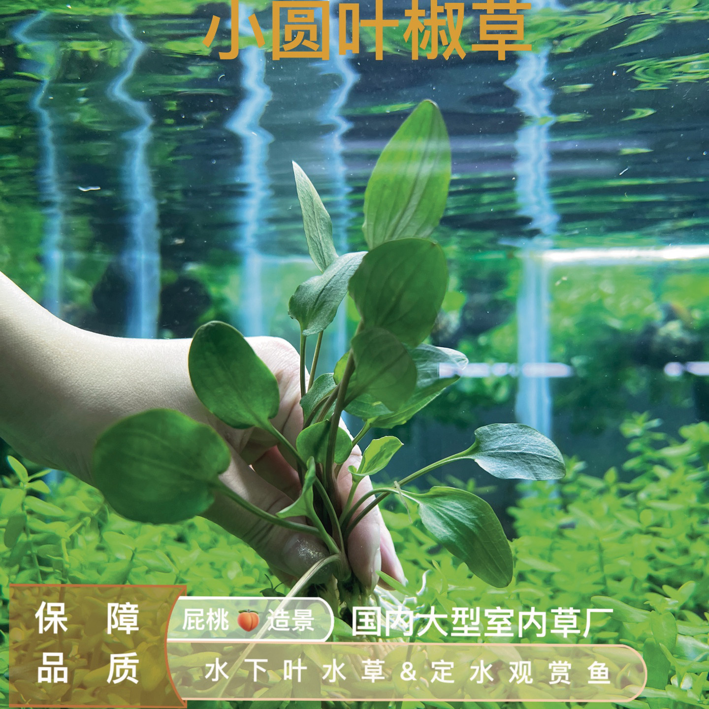 小圆叶椒草一真正水下叶鱼缸造景新手中后景水草生态轻松活体植物