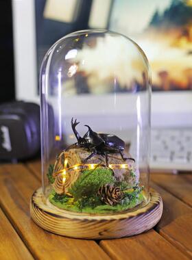 手工独角仙生态甲虫标本夜间小夜灯创意氛围灯桌面摆件礼物圣诞节