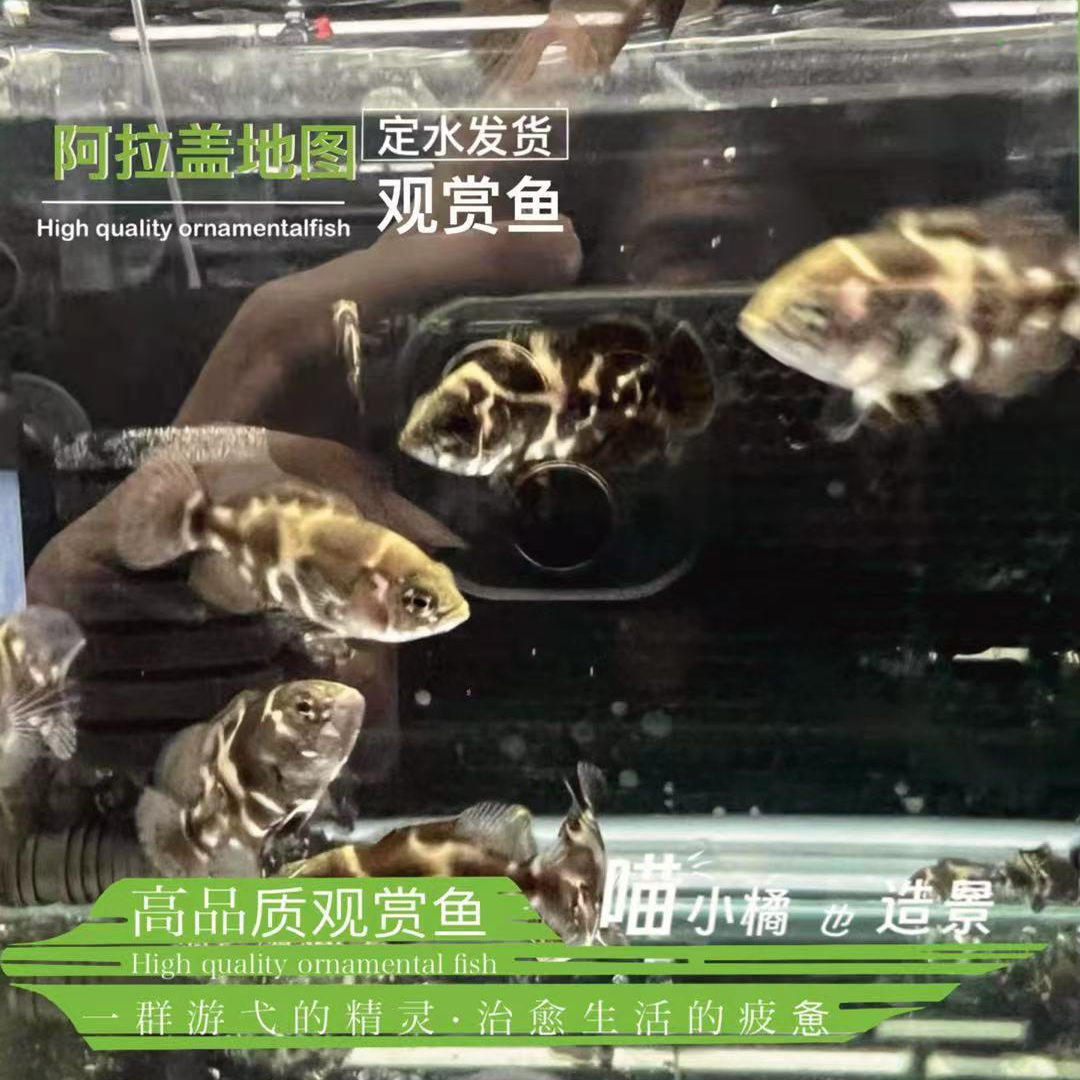 阿拉盖地图稀有全K纹七星野图定水发货原生缸热带观赏鱼爆款淡水