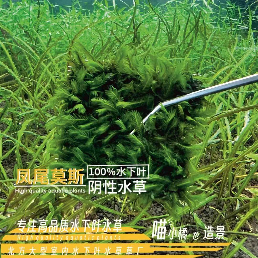 凤尾莫斯慕斯真正水下叶沉木石头等点缀鱼缸草缸造景阴性水草特惠