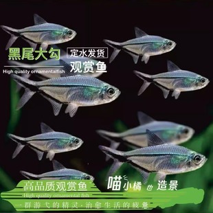 黑尾大勾定水发货热带观赏活体淡水黑扯旗红玫瑰群游爆款好养耐活