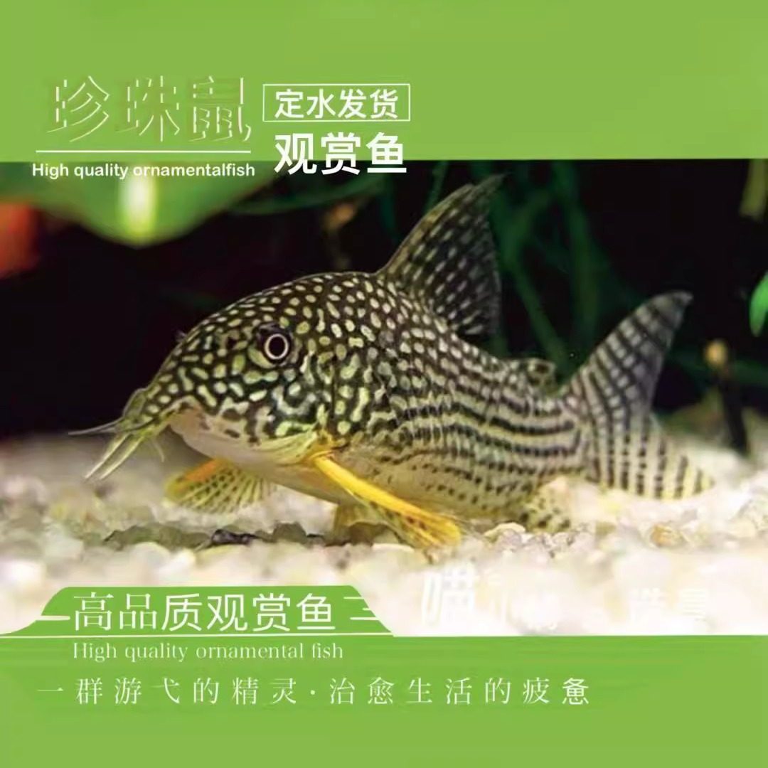 珍珠鼠鱼工具鱼定水发货底栖鱼翻沙青铜鼠花鼠白鼠熊猫鼠活体爆款,宠物/宠物食品及用品,鱼,淘宝优惠券,粉丝福利购,淘宝优惠卷