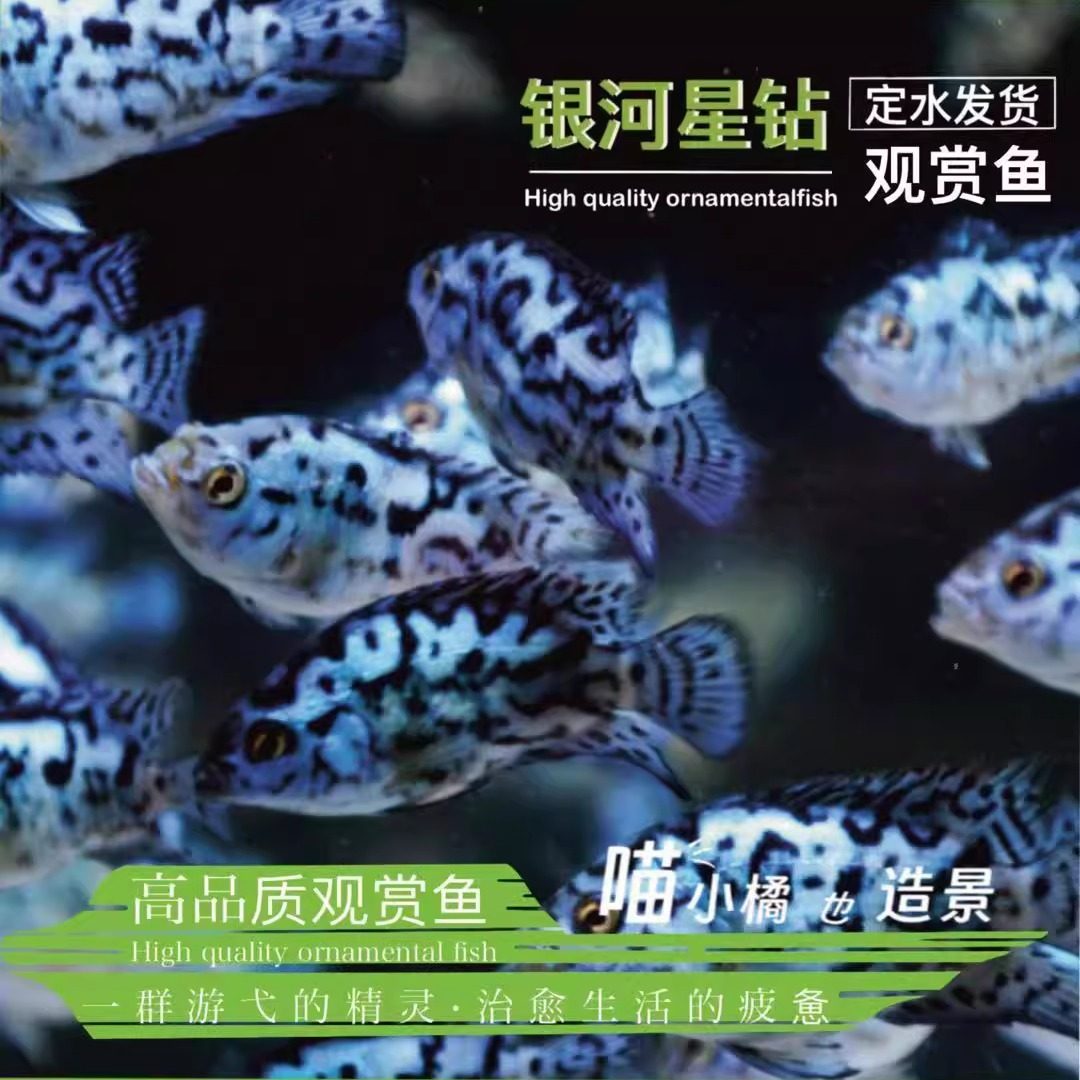 群游短鲷三湖慈鲷美洲鱼