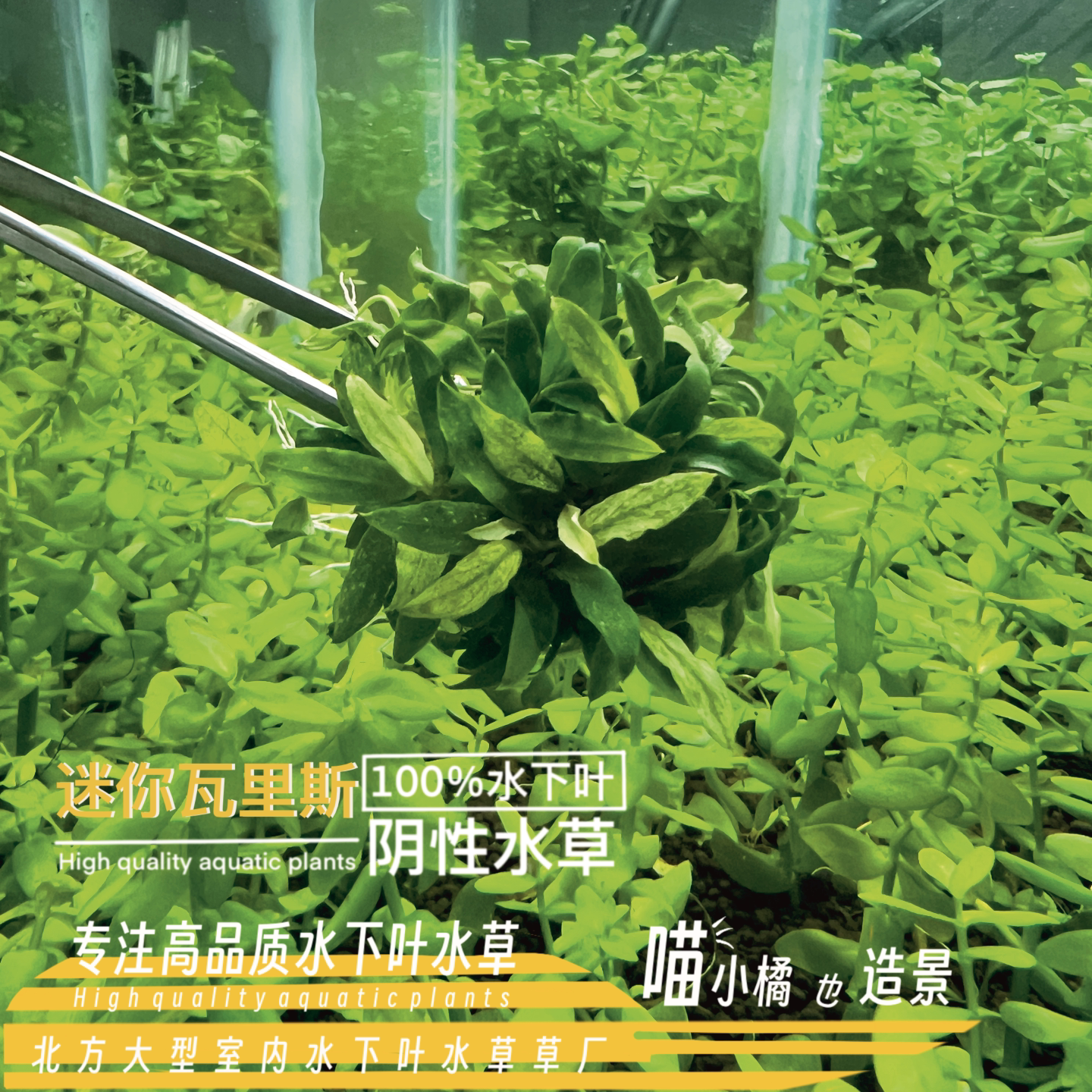 迷你瓦里斯榕一真正水下叶鱼缸草缸造景阴性水草水榕爆款最小叶片