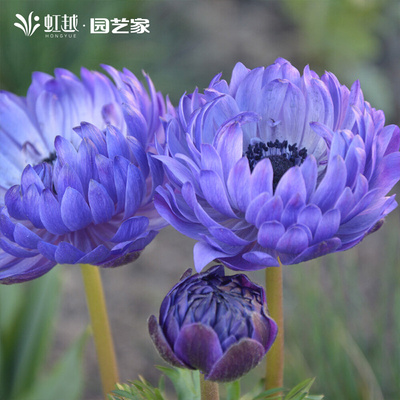 银莲花盆栽虹越园艺家阳台庭院花园花境种植多年生宿根花卉好养