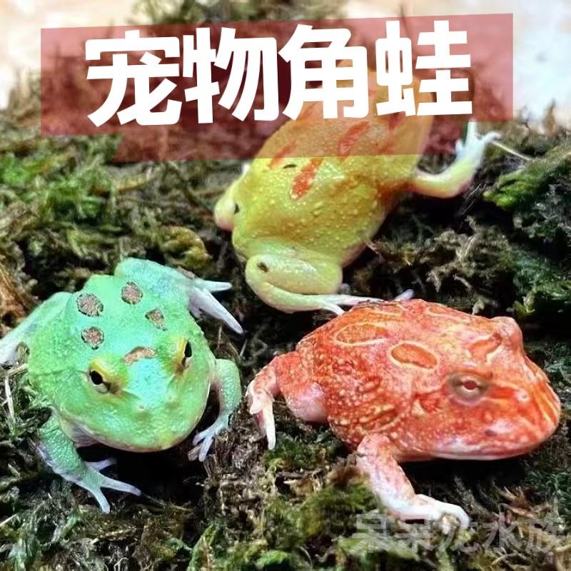 角蛙宠物青蛙网红角蛙绿角黄金角蛙南瓜角蛙原色