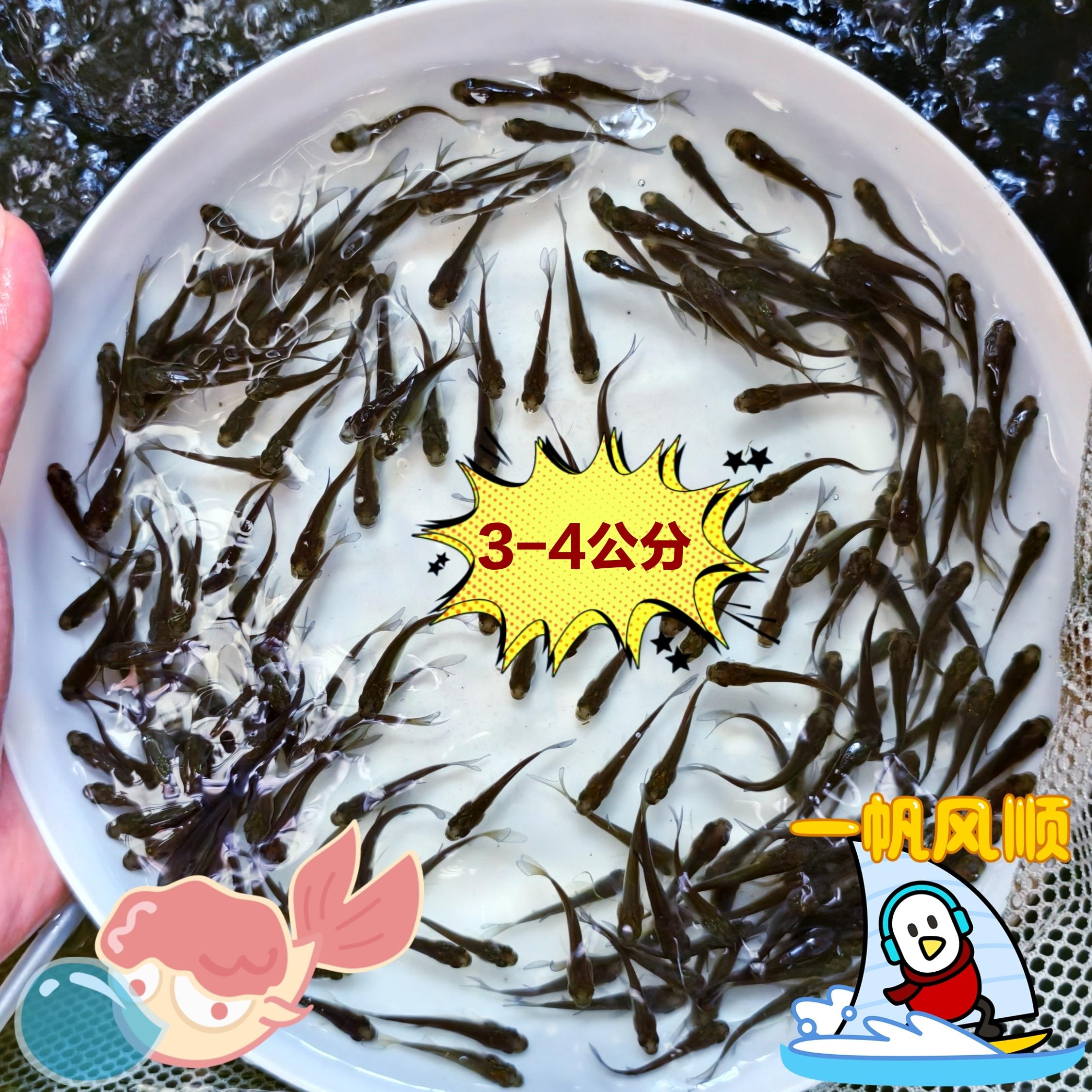 活体饲料鱼高营养喂乌龟喂六角喂龙鱼活钓饵品种随机广东发货包邮