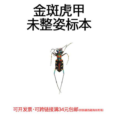 真昆虫未整姿金斑虎甲湿虫标本材料手工DIY原虫标本手工DIY材料